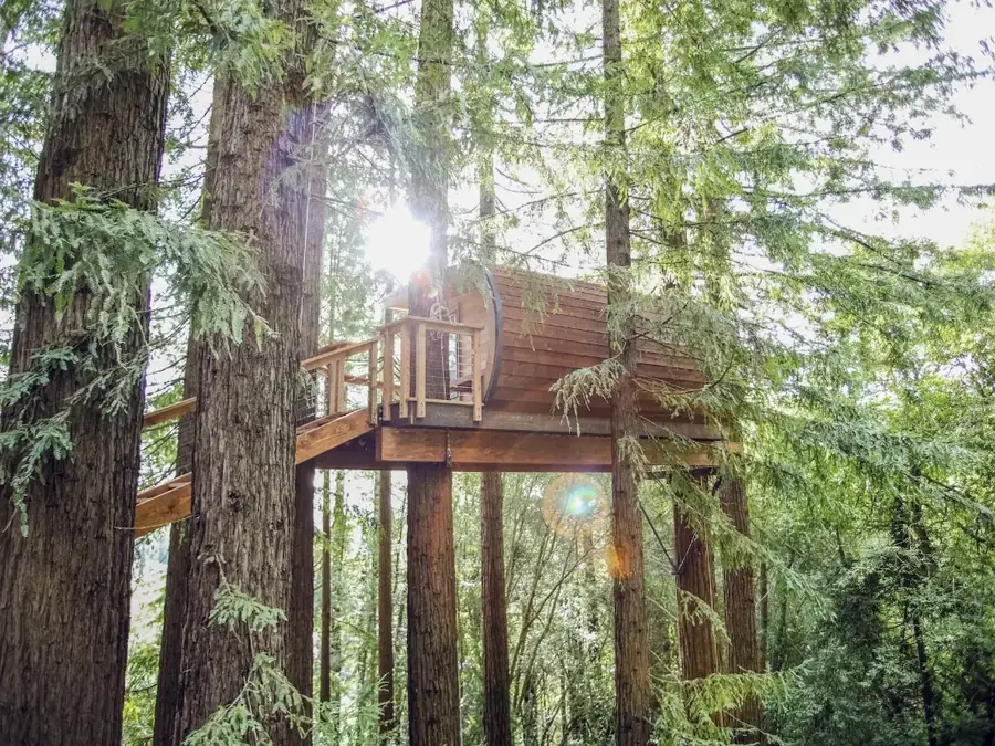 A small timber cabin raised high on slender stilts among tall redwoods, sunlight breaking through the canopy
