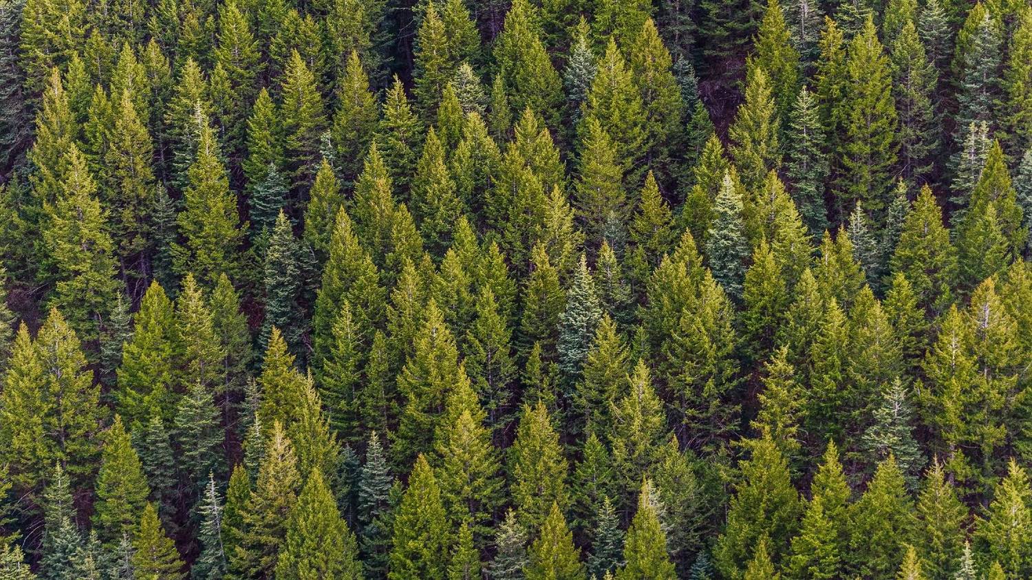A dense conifer forest seen from above, canopy running to the horizon
