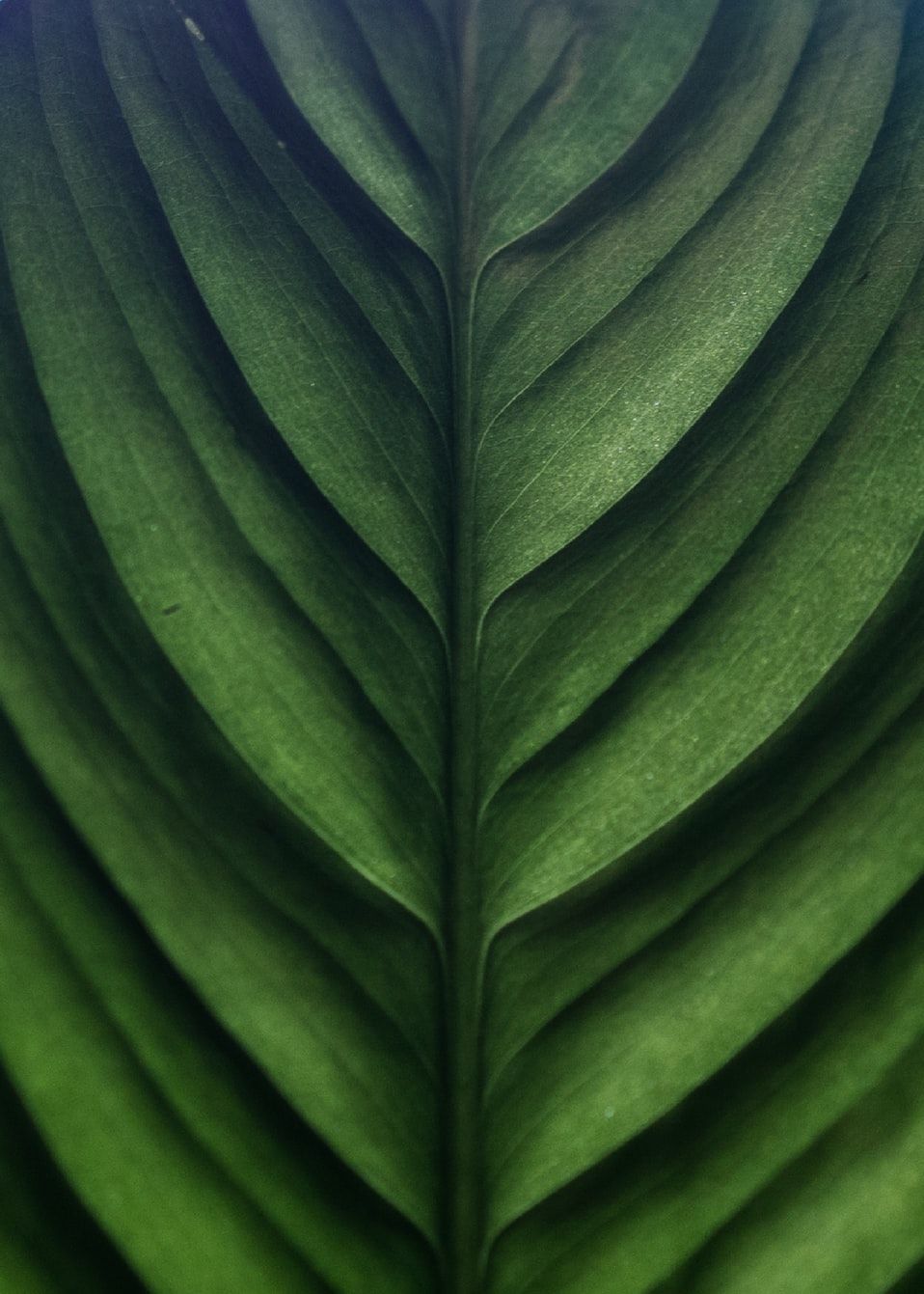 A single deep green leaf photographed close enough to read its veins